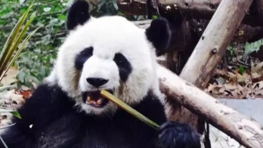 我国把大熊猫送给了哪个国家﹖