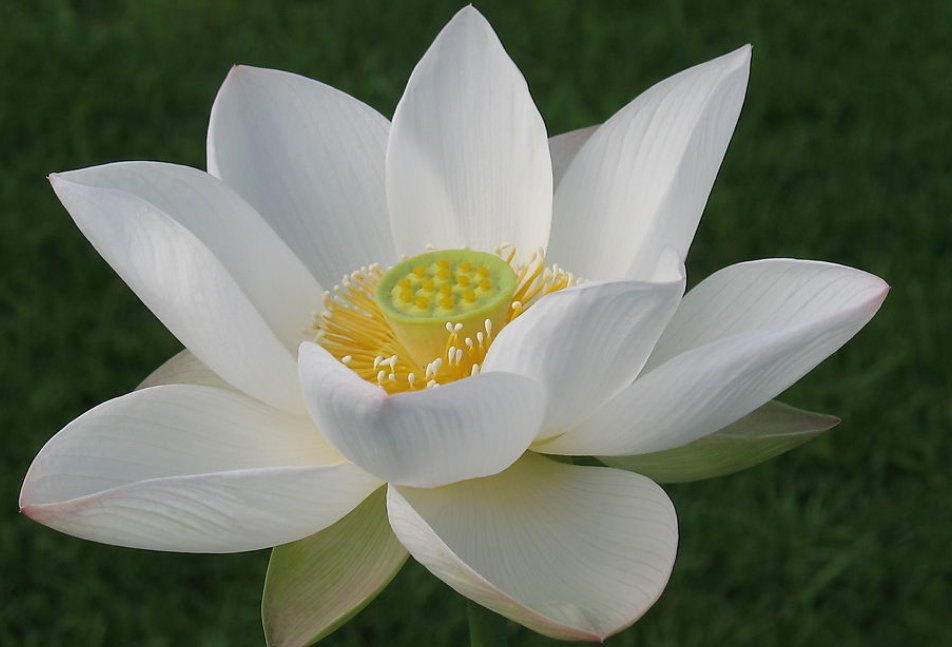 什么花在不同的时间开放?