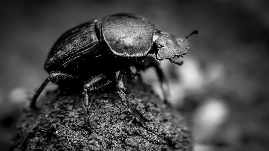 哪种动物会飞蚂蚁庄园里