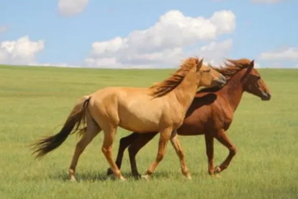 知书明理的意思是什么生肖