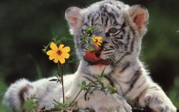 我的心中有猛虎，细嗅蔷薇！有什么深层次的意思？