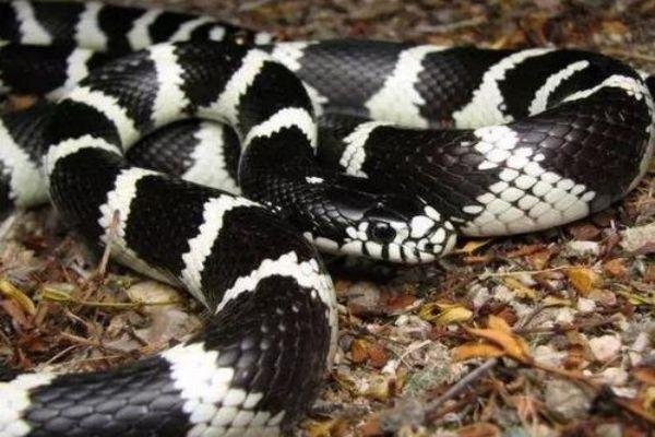 一节白一节黑的蛇是什么蛇？