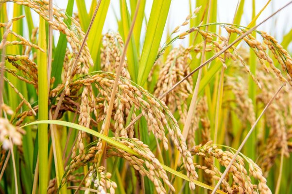 手抄报袁隆平简单字又少