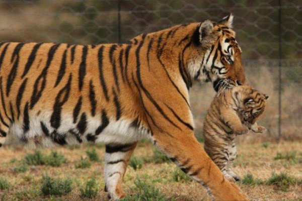 华南虎灭绝了吗