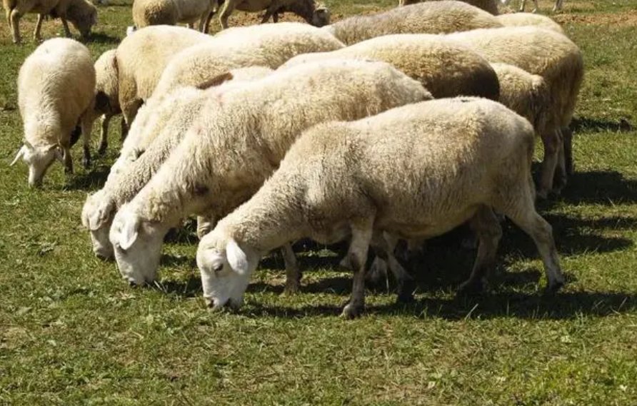 俯仰之间打一正确生肖动物