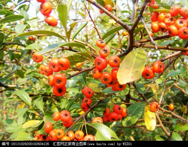 夏红果的人物介绍