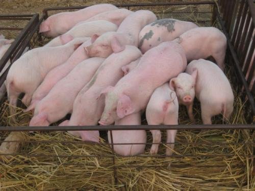 大白猪就是大约克猪吗?