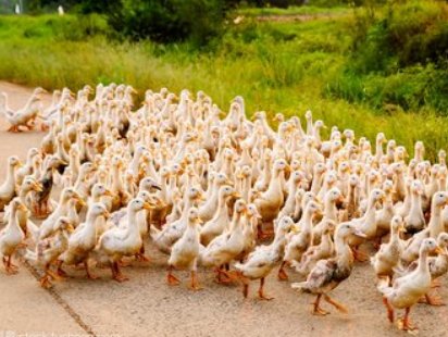 司机驾车出行，被鸭群团团围住，遇到这种情况该怎么办？