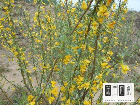 以下哪种植物是冬季雪封草地时动物的救命草