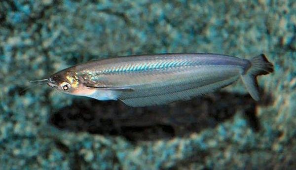 玻璃鲶是淡水吗?