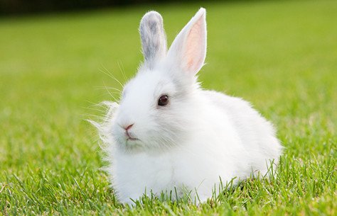 养500只兔子能赚多少？