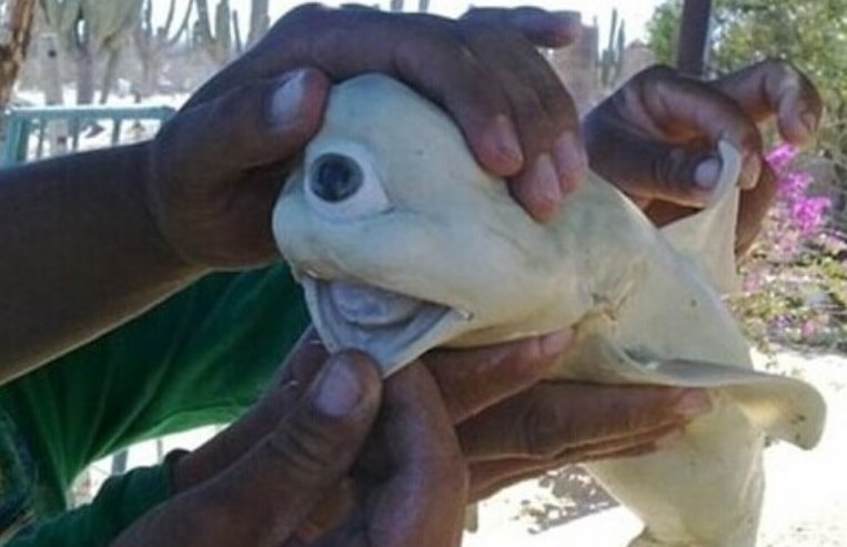 十大变异鲨鱼有那些？