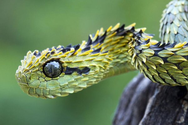 晚年守寡的5个属相