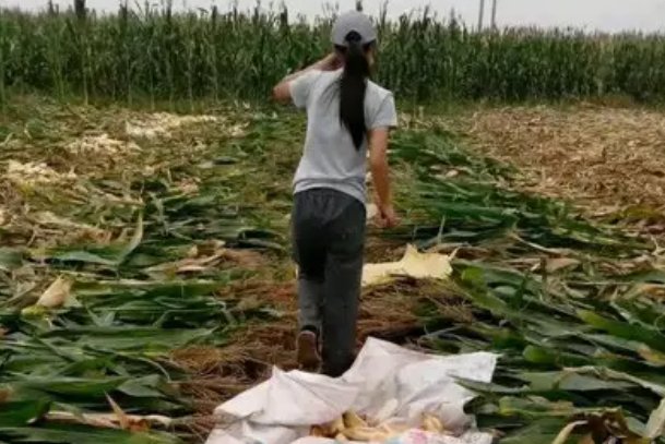 女孩帮爷爷奶奶收秋，整袋玉米艰难抡上肩，你为爷爷奶奶做过哪些暖心之举？