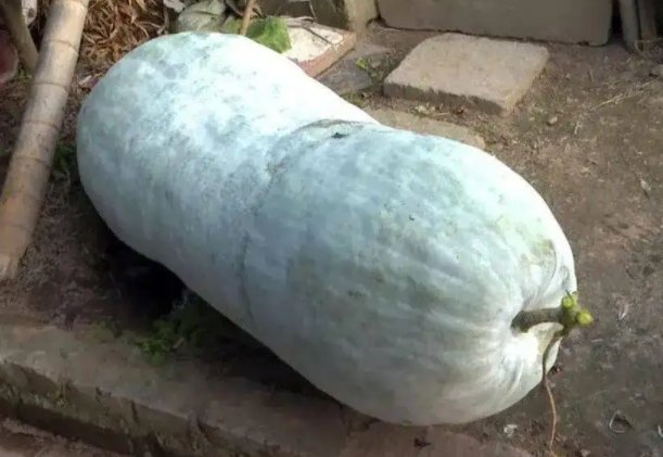 “大”开眼界！老人种出104斤巨型大冬瓜，巨型冬瓜的口味会有所变化吗？