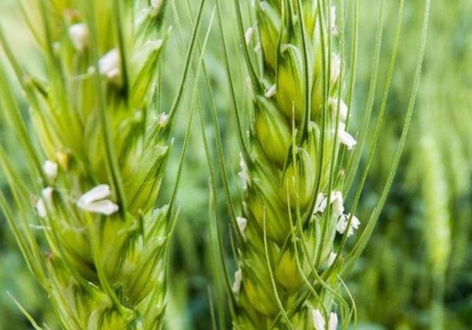 世界上寿命最短的花