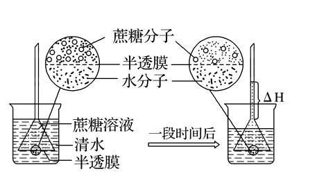 什么叫渗透作用