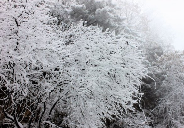 鹅毛大雪造句有哪些
