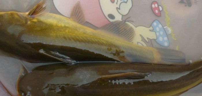 叉尾鱼到底是什么鱼？？？