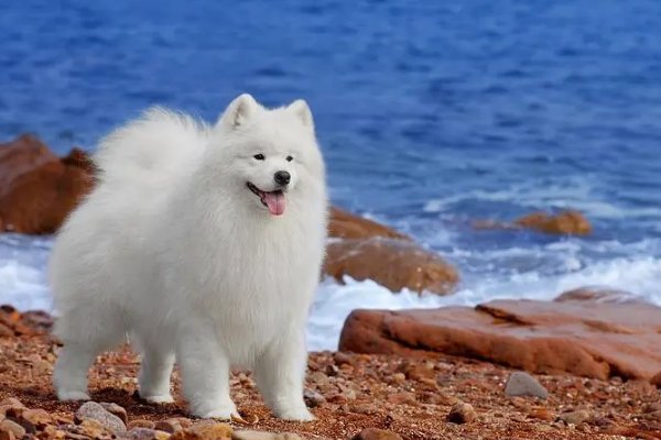 犬和狗有什么区别