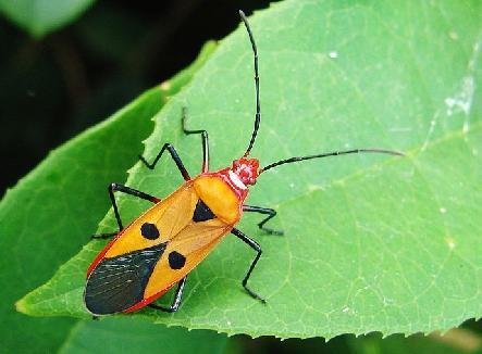 红蝽科的形态特征