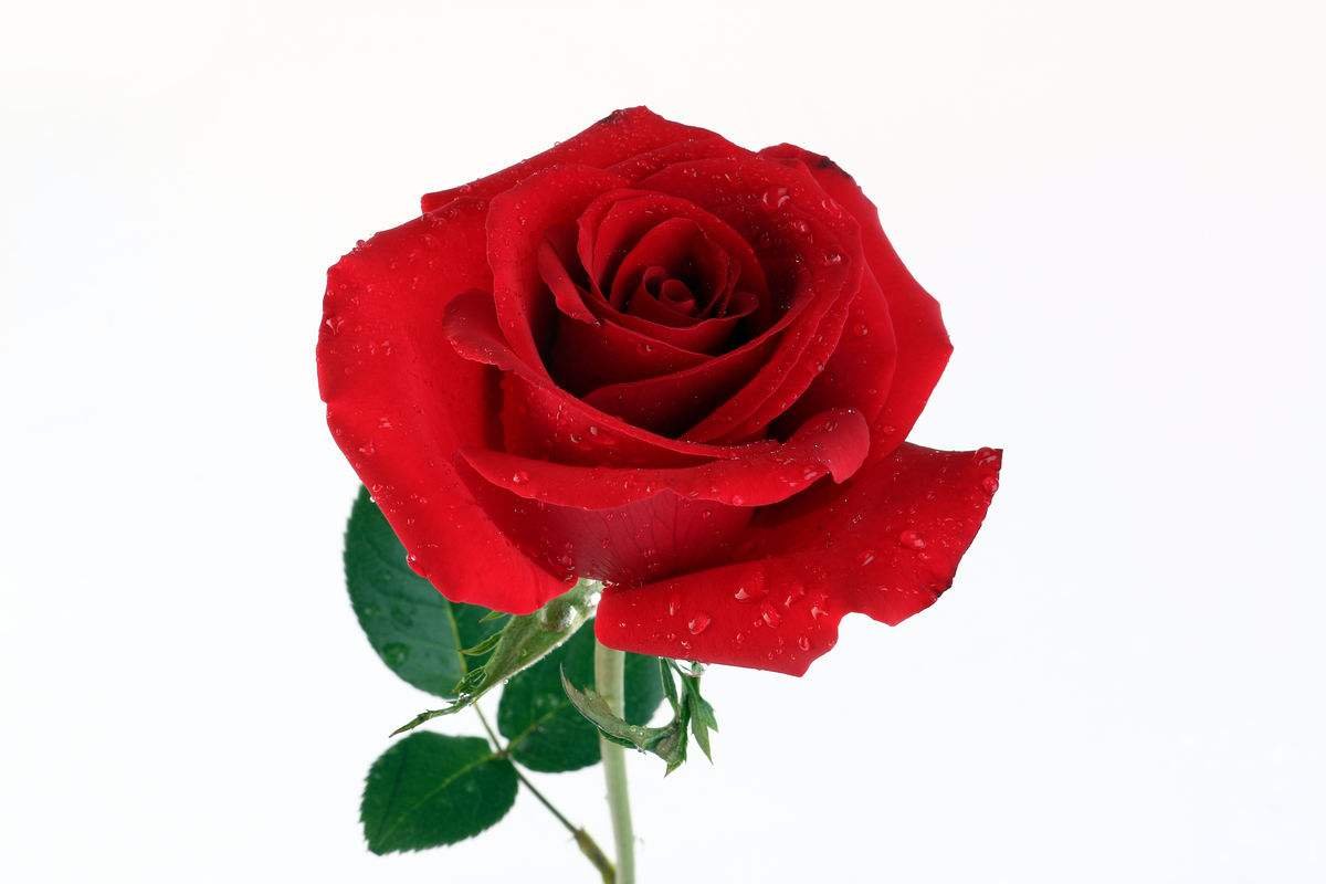 一朵玫瑰代表什么意思？