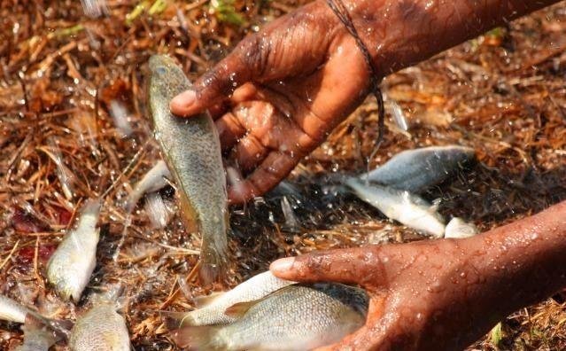 世界各地下过哪些“动物雨”，这些动物雨是如何形成的？