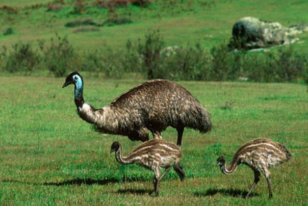 澳大利亚的国鸟是什么呢？