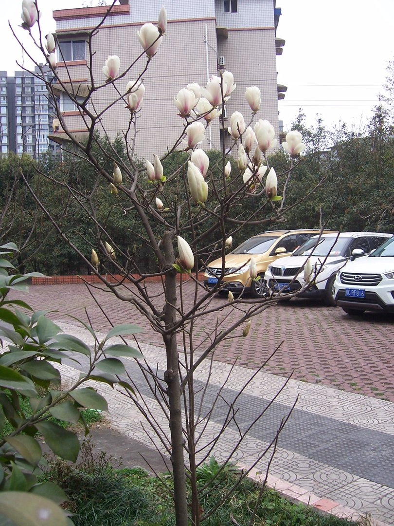 玉兰花是先长叶子的还是先长花的为什么