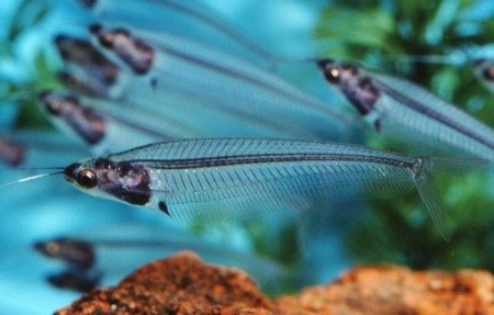 玻璃鲶是淡水吗?