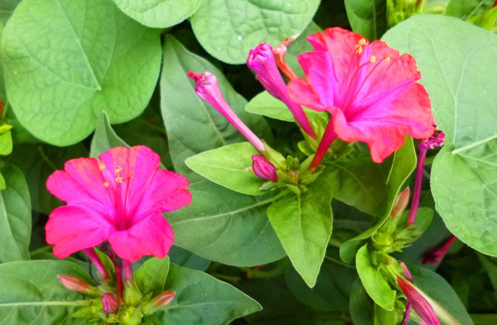 什么花在不同的时间开放?