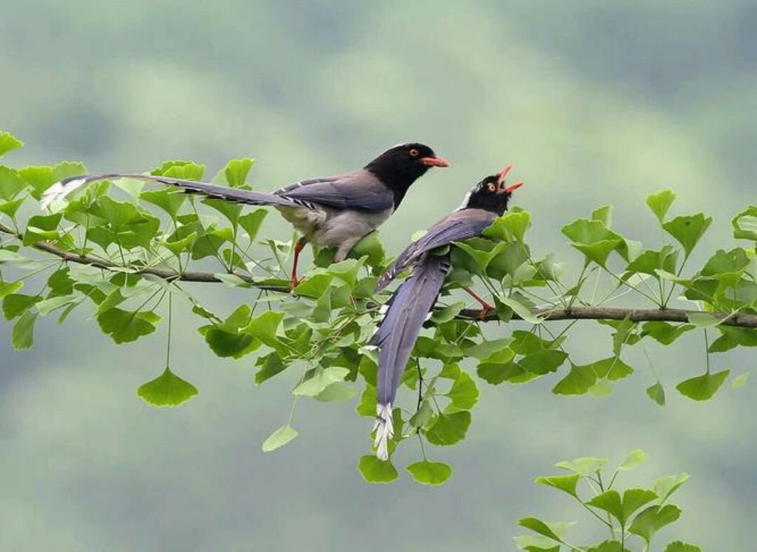 鸟鸣的古诗词有哪些
