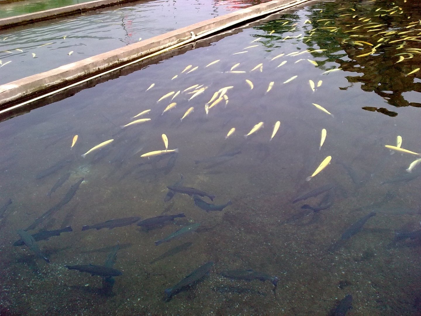 喷鱼泉 在河北的哪里