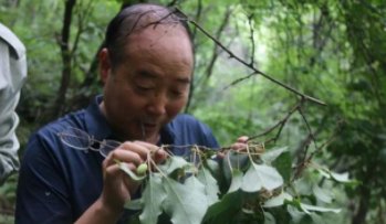 陕西秦岭发现“野生猕猴桃树王”，专家考察后对此有何表示？