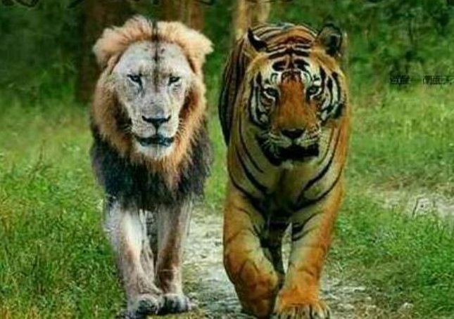 纵虎出匣的意思