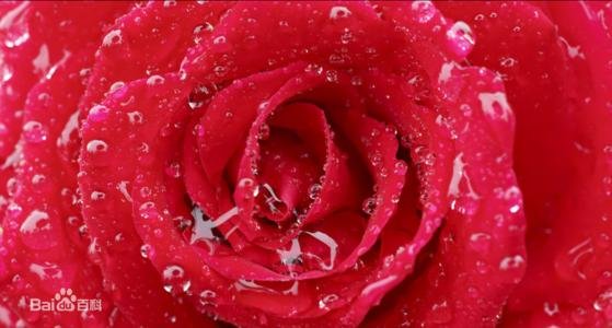 玫瑰有哪些传说？