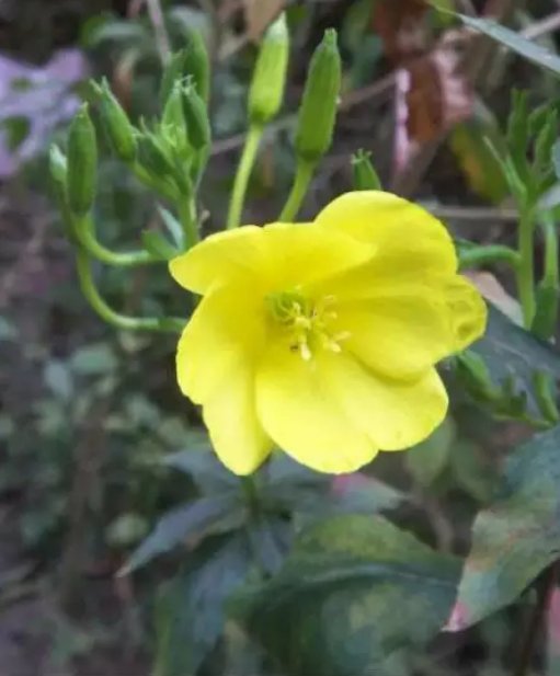 什么花在不同的时间开放?