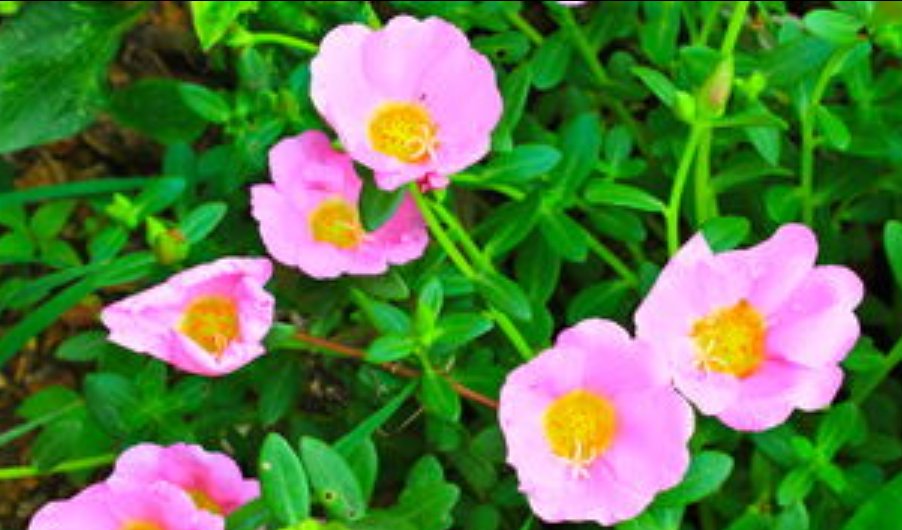 什么花在不同的时间开放?