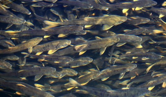 青海湖湟鱼资源量十年增长42倍，是如何实现的？