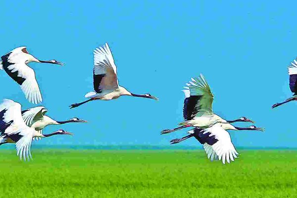 自然保护区的“三区”是指哪三区? a. 核心区 b. 集中区 c. 缓冲区 d. 实