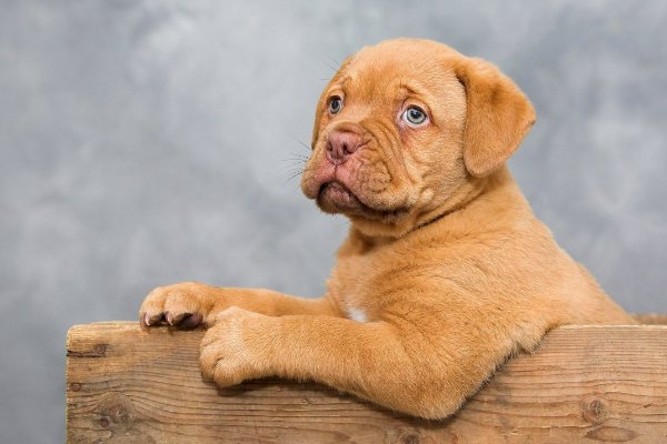 犬和狗有什么区别