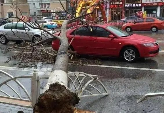 大风突袭沈阳，倒了近300棵树，此次极端天气是如何形成的？