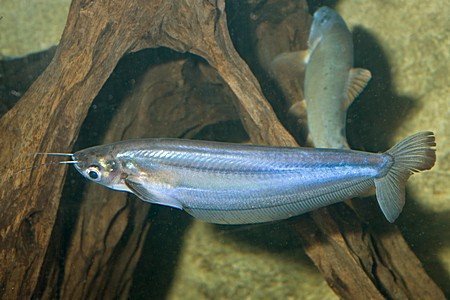 玻璃鲶是淡水吗?