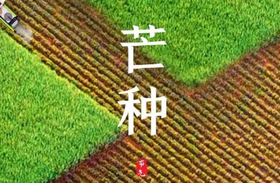 二十四节气中，芒种又叫忙种对吗？