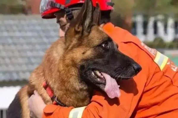 67只汶川地震搜救犬已全部离世，它们为当时的搜救工作付出了什么？