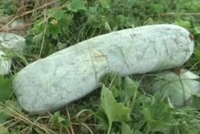 “大”开眼界！老人种出104斤巨型大冬瓜，巨型冬瓜的口味会有所变化吗？