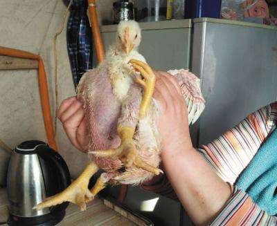 4条腿的鸡，它是如何生长的？