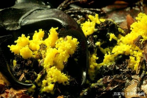 九穗禾的功效和作用是什么？