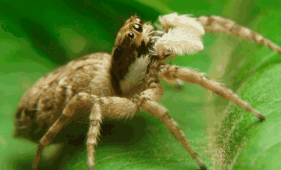 关于蜘蛛的问题有哪些