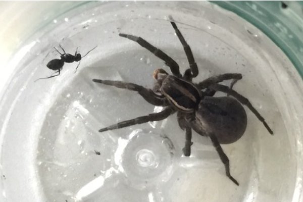 家里抓到一只小蜘蛛,怎么养？